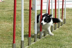 rochet-border_agility
