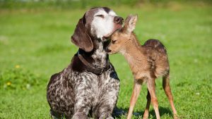 dog-and-deer