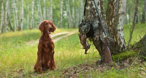featured-best-hunting-dog-breeds